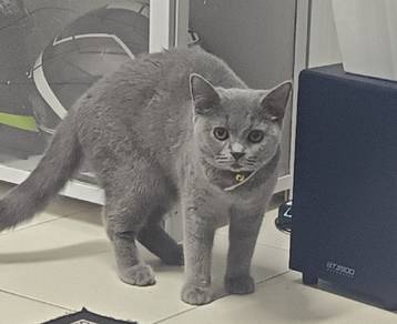 Bsh  Female