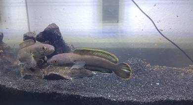 Channa limbata pair ori