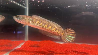 Ikan Channa fish Auranti Cobra 5 inch (ACS-12)