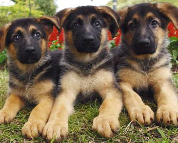 GS90011 German Shepherd black tan haired