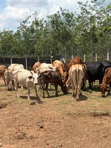Lembu Korban Untuk Hari Raya Haji