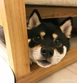 K8230 Heart-stealer Shiba Inu Fox Face Curly Tail