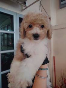 parti color toy poodle