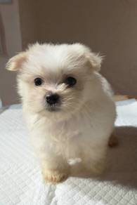 Maltese puppy available 