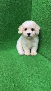 TinyPoodle Male n Female Puppies