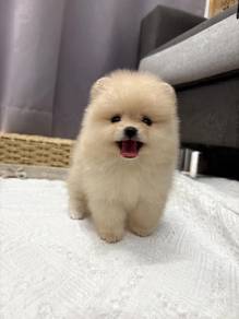 GGR_AS7 Tiny Pomeranian cream haired