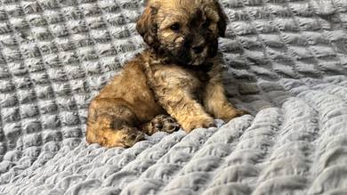 puppy for sell