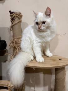 Cat Kitten