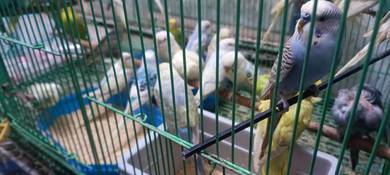 burung baji 6 ekor 