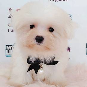 Maltese