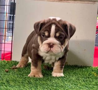 ENGLISH BULLDOG PUPPIES E33 🐻 MALE Available