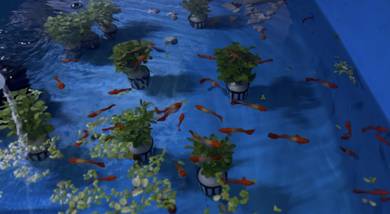 Albino red blood koi / guppy fish