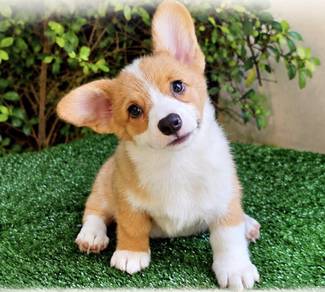 CORGI PUPPIES C192 🌻 cheeky Puppy  Male~Female