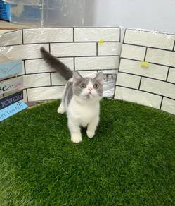 BSH Munchkin kitten