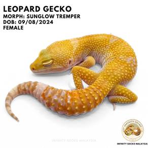 Leopard Gecko Sunglow Tremper Johor Bahru