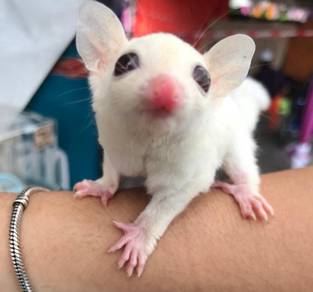 putih sugar glider