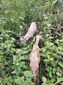 kambing