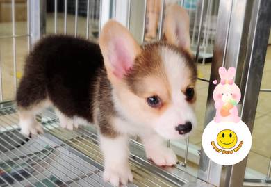 HHBB-10055 Welsh Corgi tri color pretty puppy