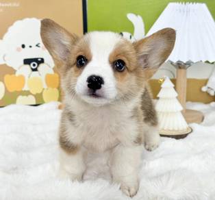 Welsh Corgi