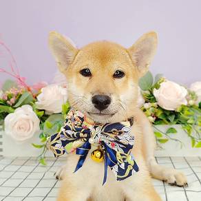 Shiba inu