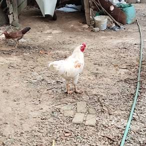 Ayam Jantan