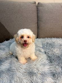 Maltipoo puppy