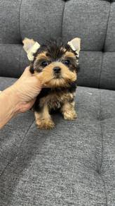Pure Breed Yorkshire Terrier (F1) 纯种约克夏 女宝宝1号