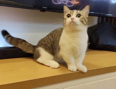 BSH munchkin Female (11bulan)