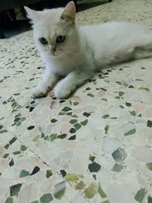 kucing kesayangan nk dijual
