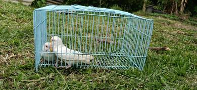 baji fallow 