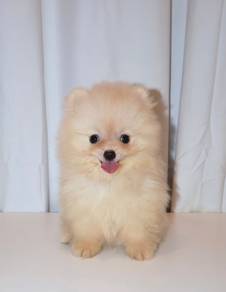 J0469 Pomeranian Baby Doll Puppy