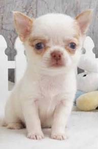 CHIHUAHUA PUPPIES VIP53🌷Head Apple Bonnie Dog