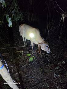 lembu betina 