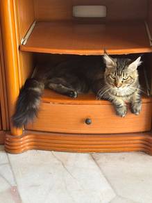 Pure Brown Classic Tabby Mainecoon