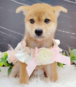 Shiba