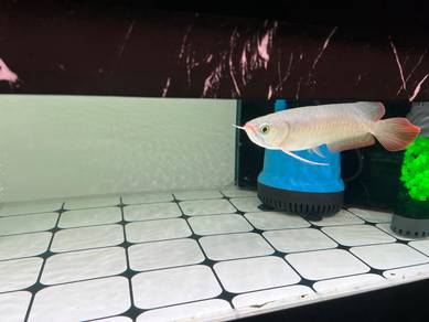 Arowana sr siap chip dan cert