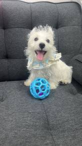 Pure Breed West Highland White Terrier 