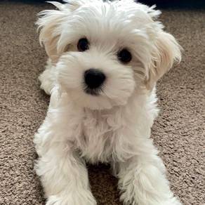Snugglebug Maltipoo Cute Baby Face Teddy Bear Pupp