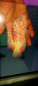 flowerhorn gb f2