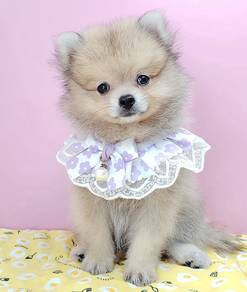 Pomeranian