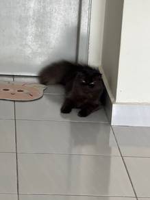 BSH mix Scottish Fold