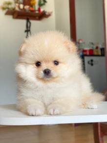 pomeranian r