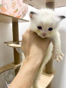 Ragdoll kitten