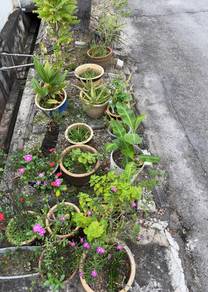 plants with pot set