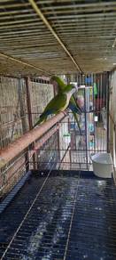 Burung monk parakeet pair matang Siap lesen