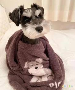 Schnauzer