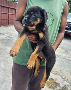 Rottweiler