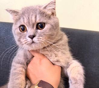 Teddy Bear Face BSH