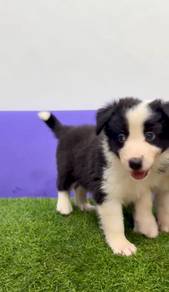 Border collie mka microchip