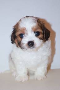 D26 Tiny Shihpoo Dog